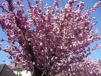 Reisen im Frühling  -  auch eine von vier schönen Jahreszeiten.