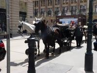 Droschken in Wien