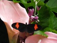 Schmettelingshaus im Burggarten