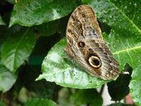 Bananenfalter (Caligo eurilochus