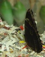 Schmettelingshaus im Burggarten