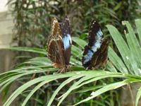 Schmettelingshaus im Burggarten