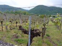 Dürnstein- Grüner Veltliner