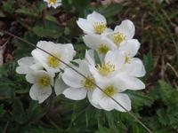 Alpenblumen