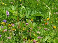 Alpenblumen