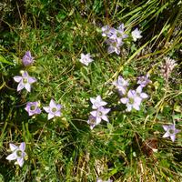 Alpenblumen