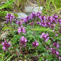 Alpenblumen