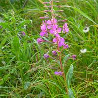 Alpenblumen