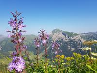 Alpenblumenlehrpfad