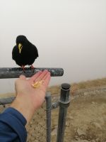 Alpendohle (Bergkrähen) auf dem Nebelhorn (2.224 m)