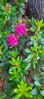 Alpenrose