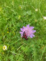 Alpenschmetterling
