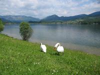 Am Hallstätter See