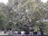 Baden Rosarium 1