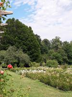 Baden Rosarium 2