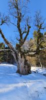 Bergahorn im Winterschlaf
