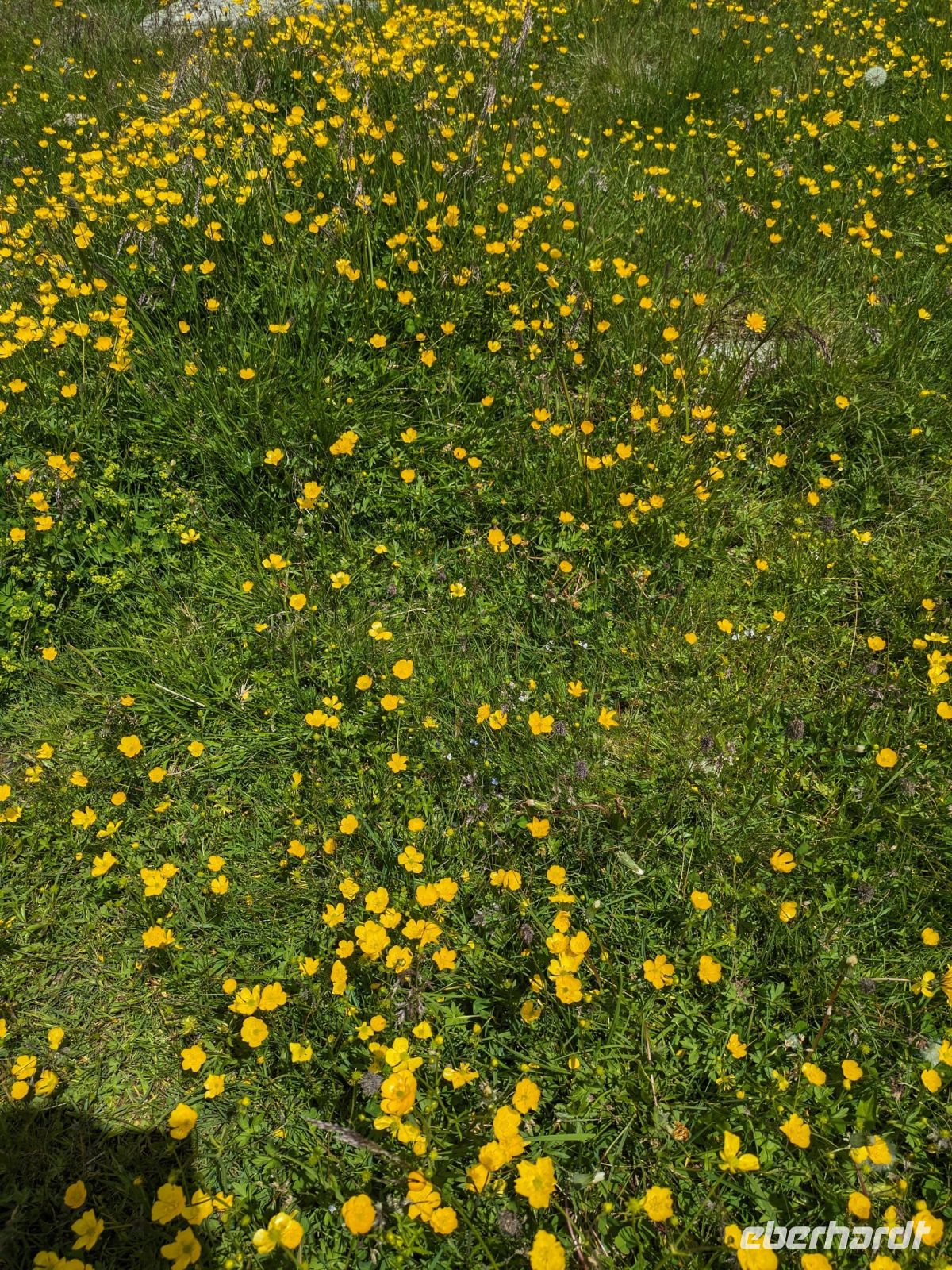 Blühende Bergwiesen