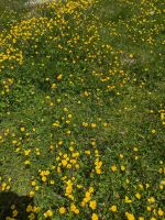 Blühende Bergwiesen