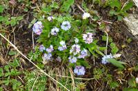 Blumen am Nebelhorn