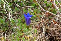 Blumen am Nebelhorn