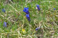 Blumen am Nebelhorn