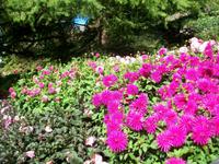 Blumeninsel Mainau