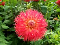Blumeninsel Mainau