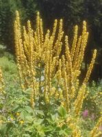 Blumenpracht 