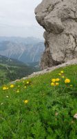 Blumenpracht unterwegs