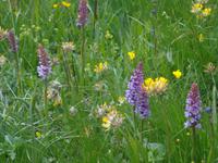 Blumenwiese