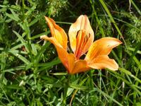 Blumenwiese