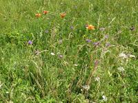 Blumenwiese