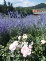 DSCN1537