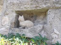 DSCN1548  Gumpoldskirchner Katze