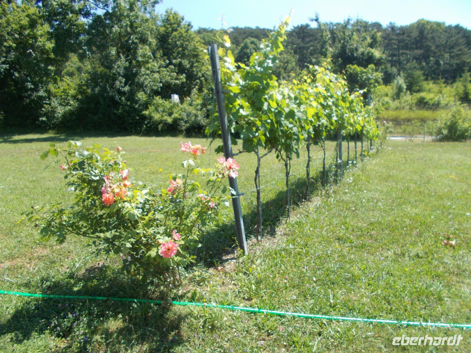 DSCN4228  Rebstock