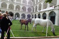 Die Lipizzaner in der Hofburg