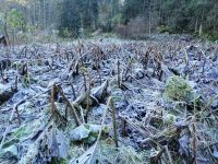 Die Spuren vom ersten Nachtfrost