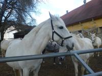Gestüt Piber