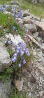 Glockenblumen