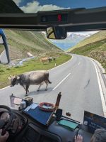 Grauvieh hatte Vorfahrt