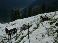 Hochwurzen