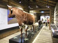 Im Museum
