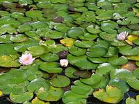 Insel Mainau (8)