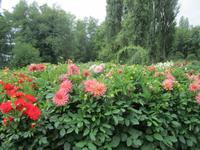 Insel Mainau