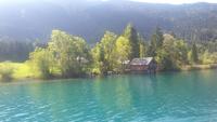 Kühe beim Baden im Weißensee