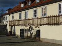 Maribor - alte Rebe