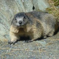 Murmeltier