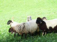 Schafe auf der Alm