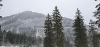 Schnee - Bäume - Berge - Perfekt