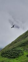 Steinadler